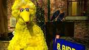 BigBird